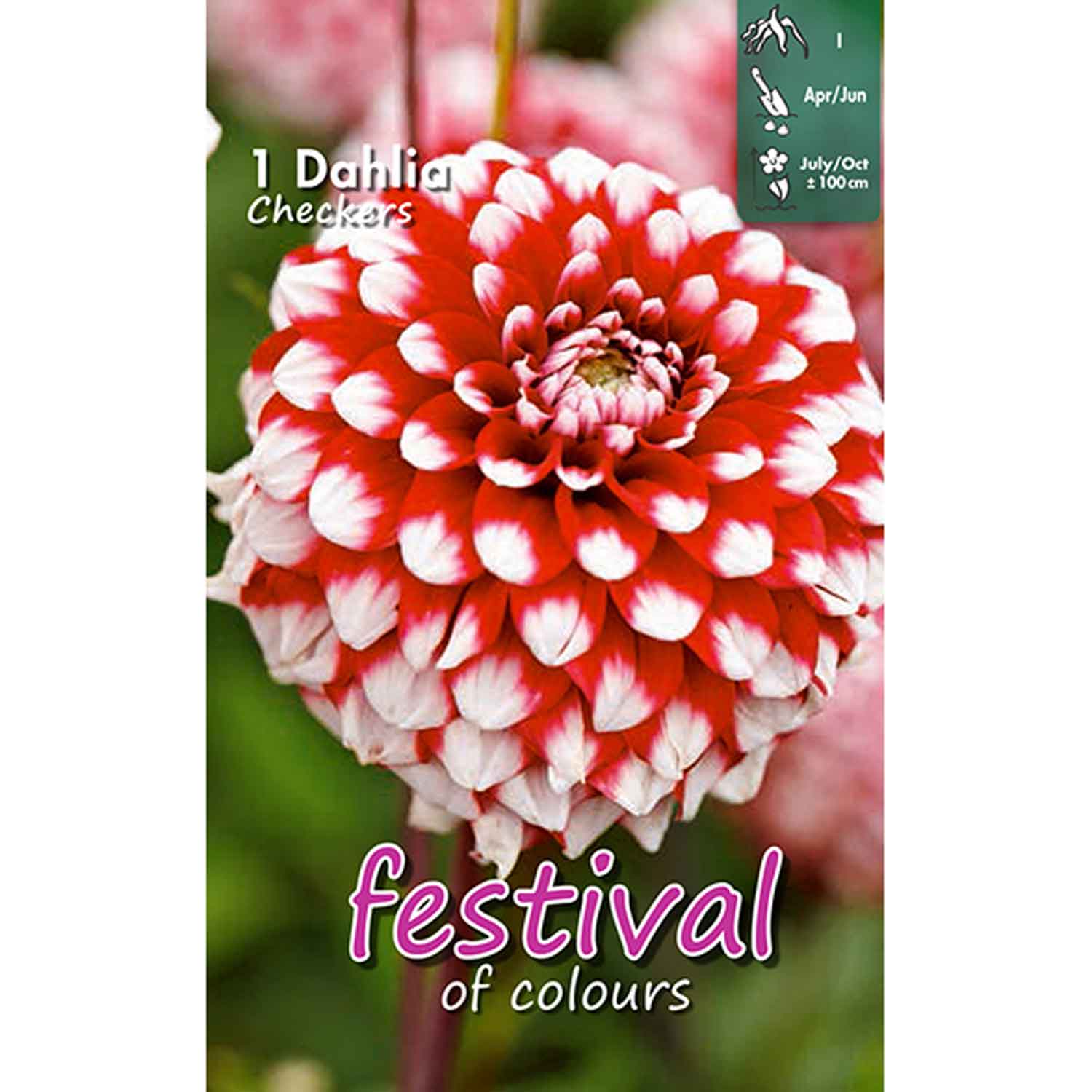 Dahlia Checkers Ball