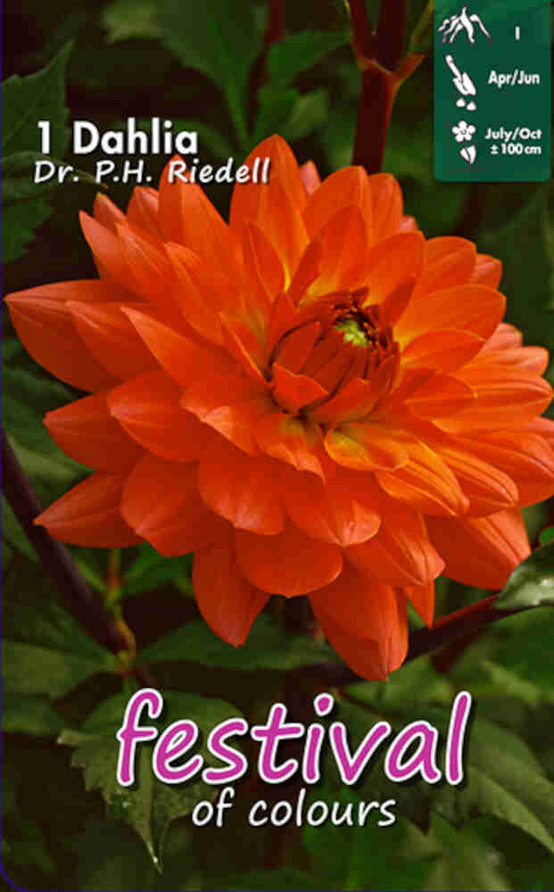 Dahlia Dr. Ph Riedell dekorativ