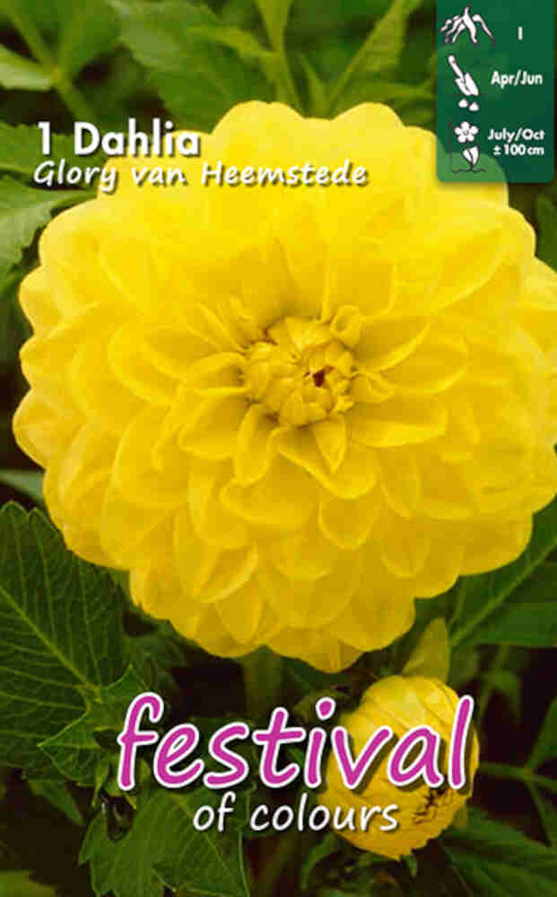 Dahlia Gloria v. Heemstede Deco.