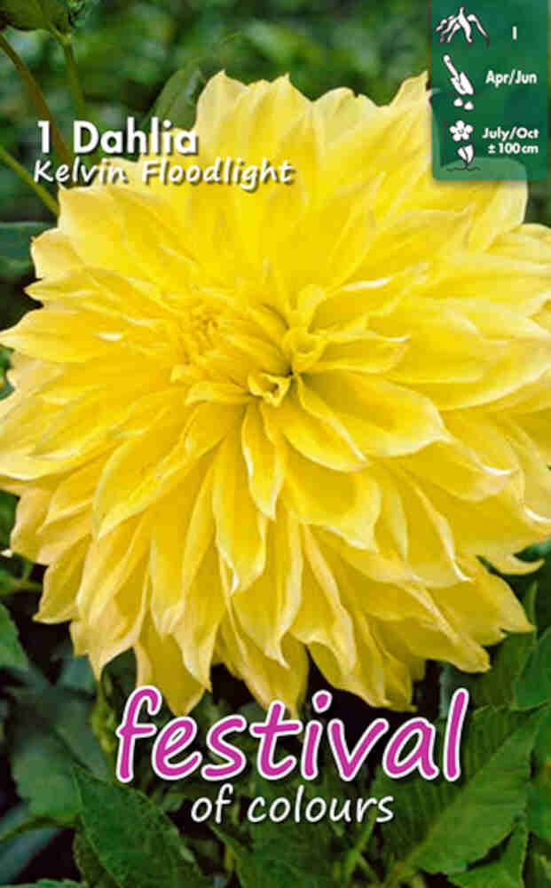 Dahlia Kelvin Floodlight - Middagstallrik