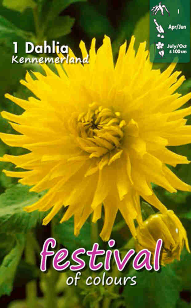 Dahlia Kennemerland (Semi)kaktus