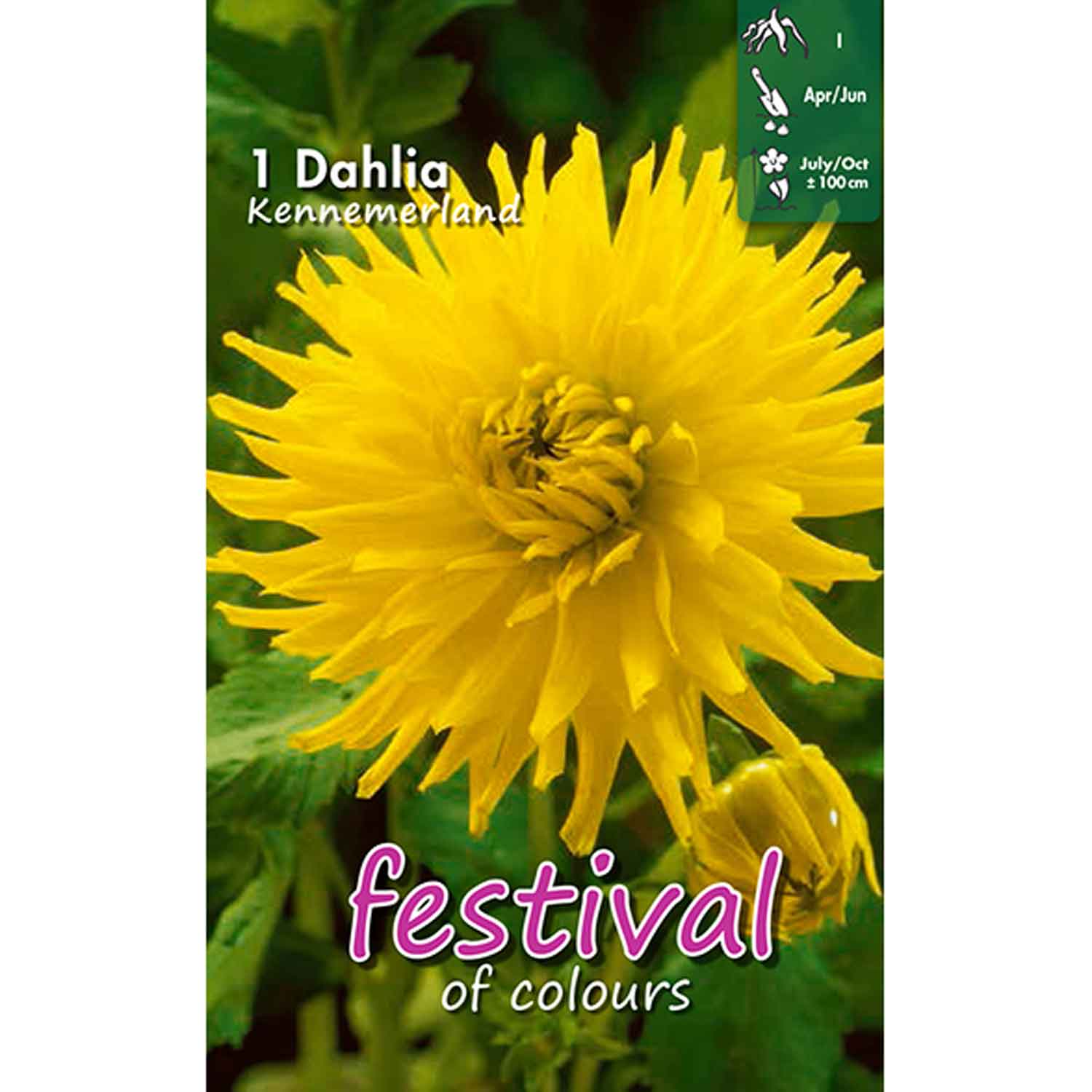 Dahlia Kennemerland Cactus