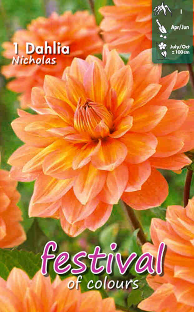 Dahlia Nicholas dekorativ