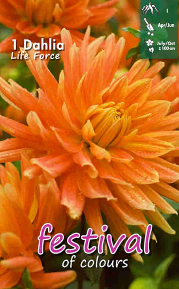 Dahlia Life Force - Middagstallrik