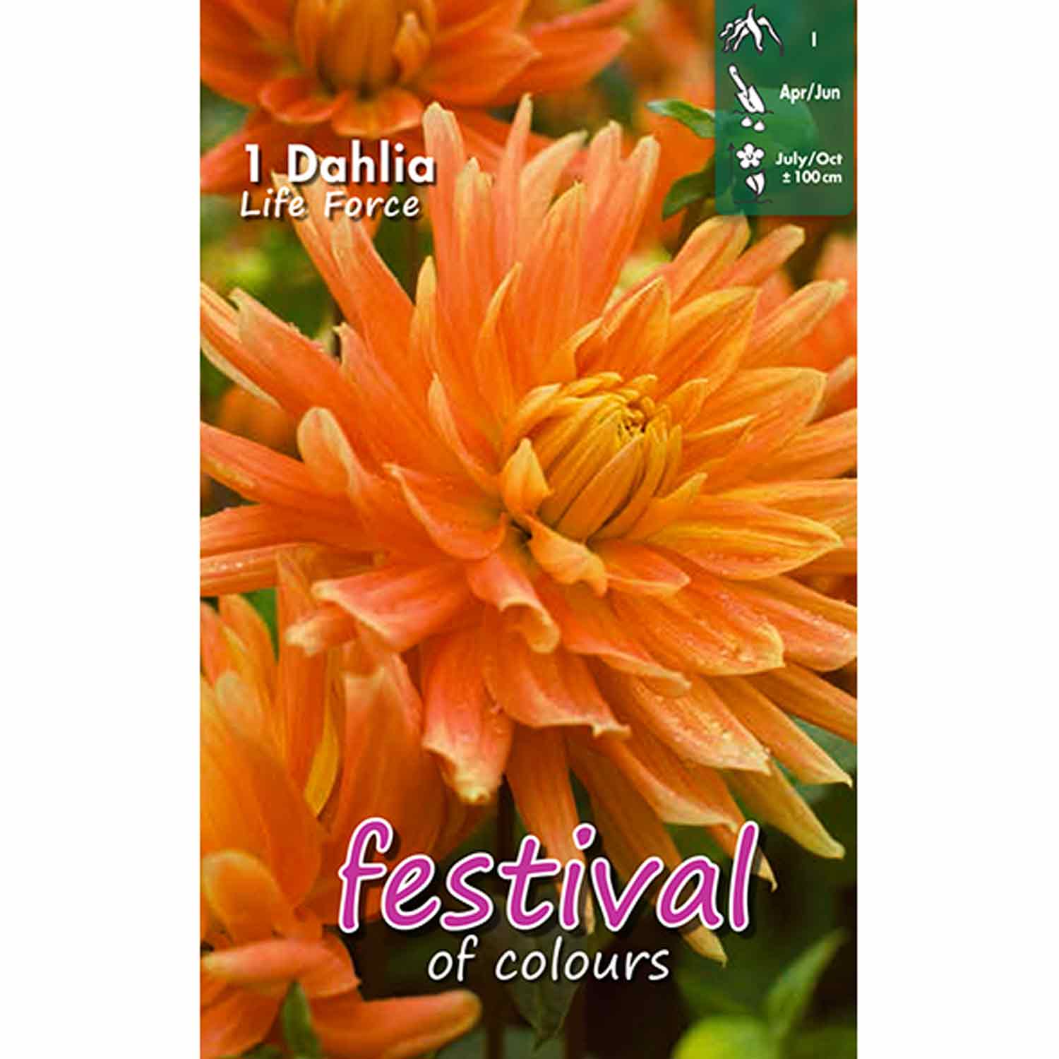 Dahlia Life Force - Middagstallrik