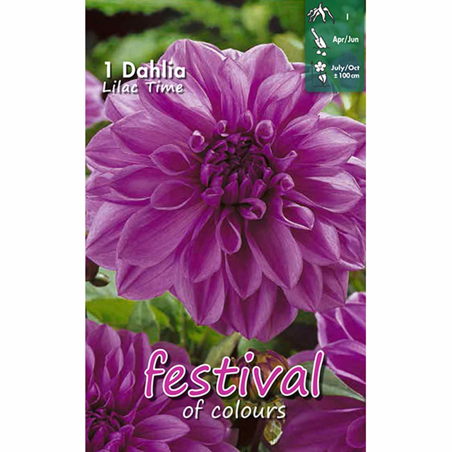 Dahlia Lilac Time Decorative
