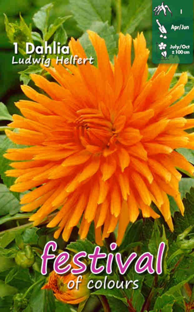 Dahlia Ludwig Helfert (Semi)kaktus