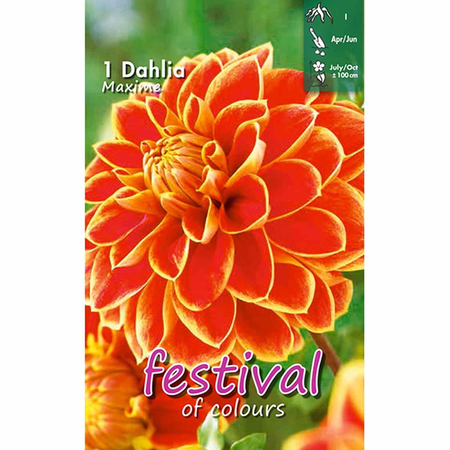 Dahlia Maxime Dekorativ