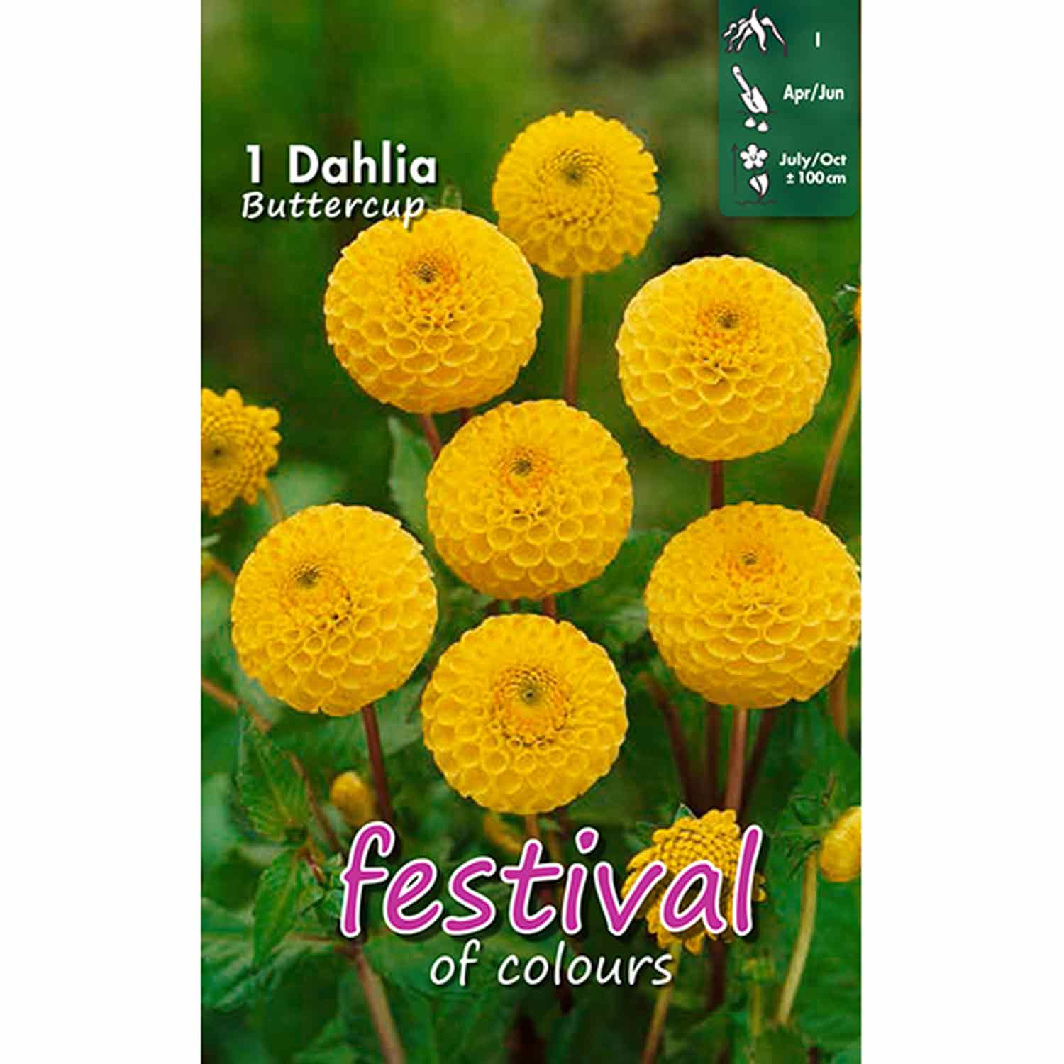 Dahlia Buttercup Mini Pompon