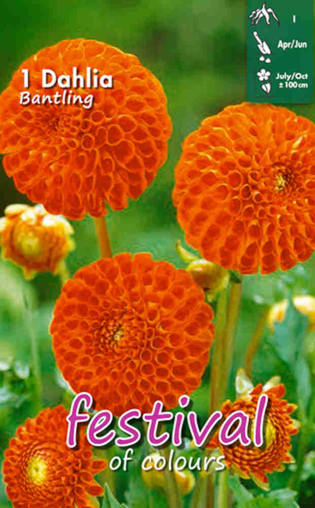 Dahlia 'Bantling Ball', Mini pompong