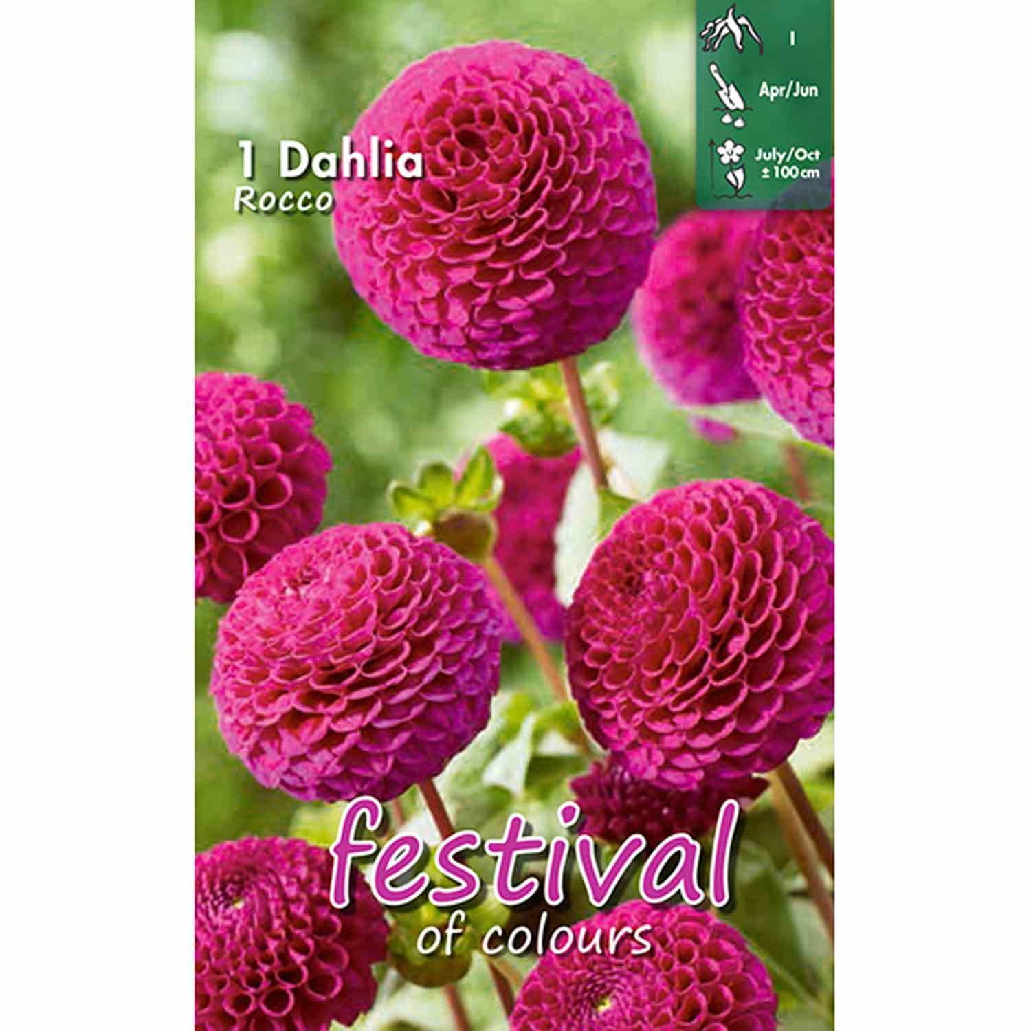 Dahlia 'Rocco' - Mini Pompom