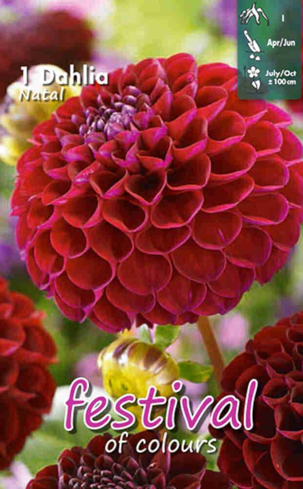 Dahlia Natal - Mini pompom