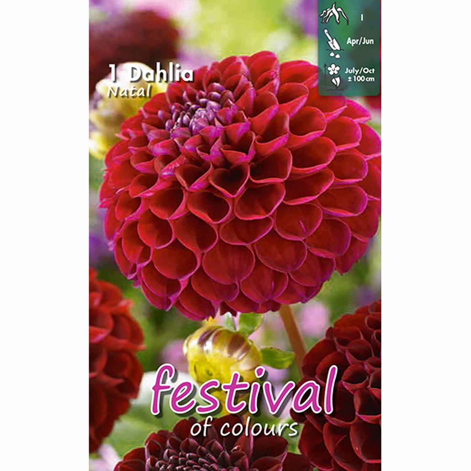 Dahlia Natal - Mini pompom