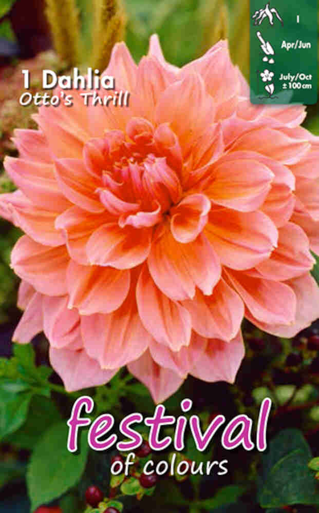 Dahlia 'Otto's Thrill - dinner plate
