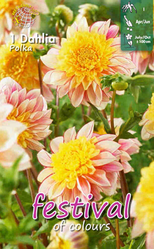 Dahlia Polka Anemone blommade
