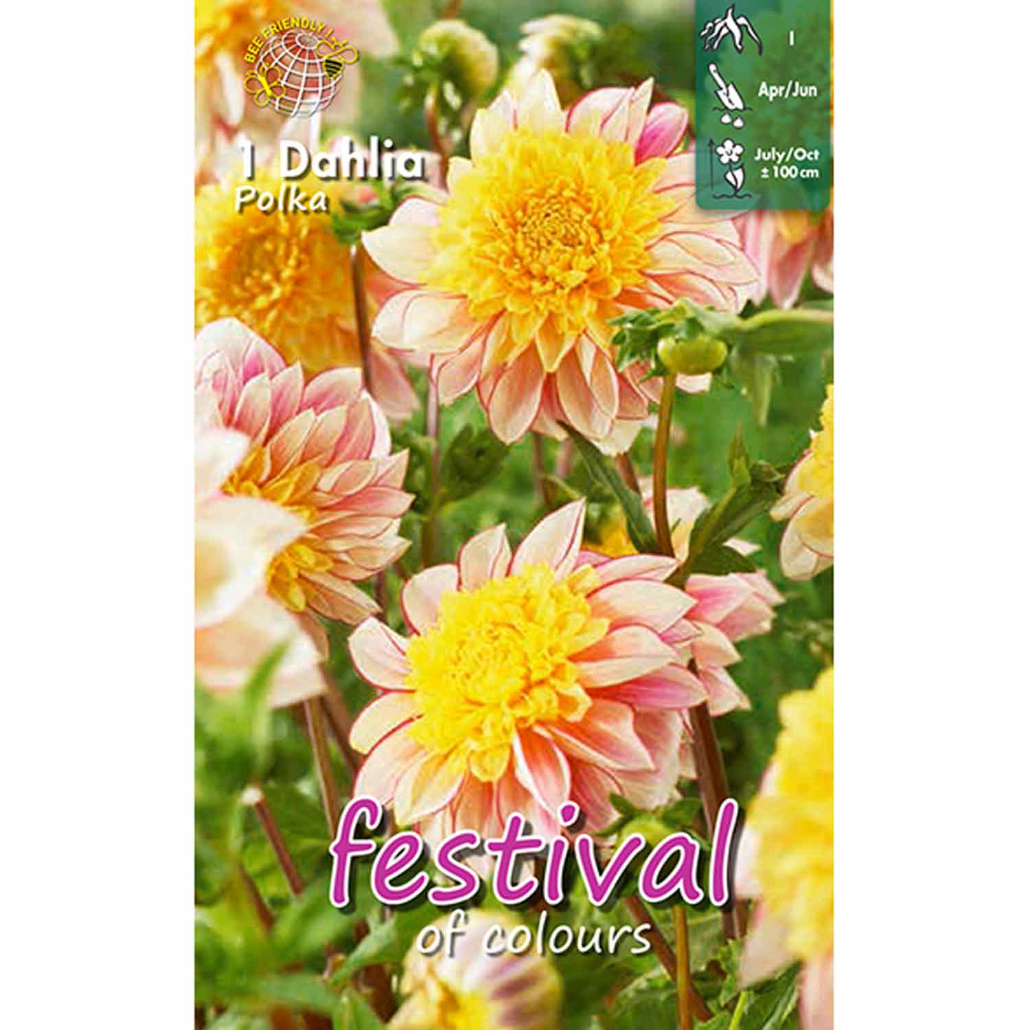 Dahlia Polka Anemone blommade