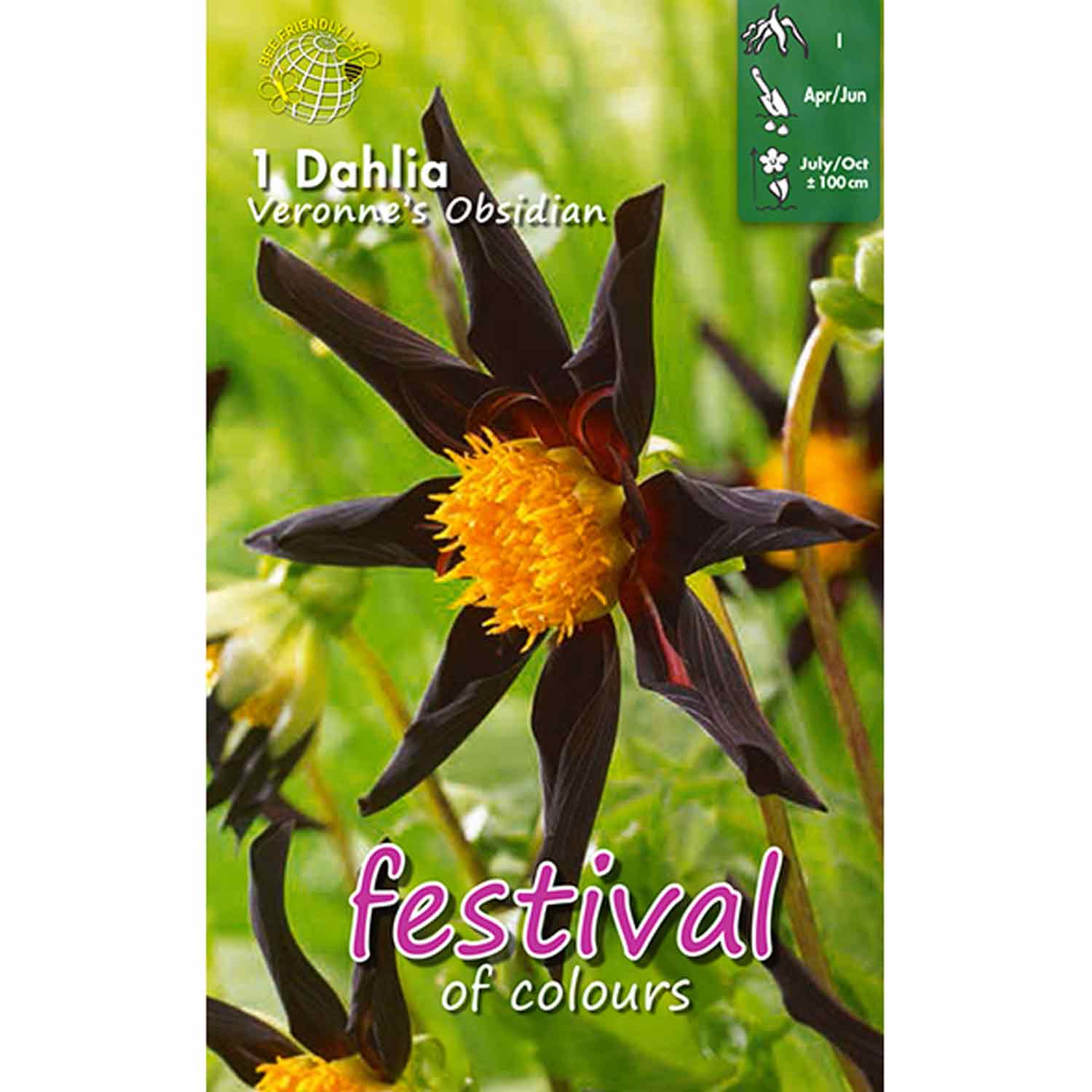 Dahlia Veronnes Obsidian