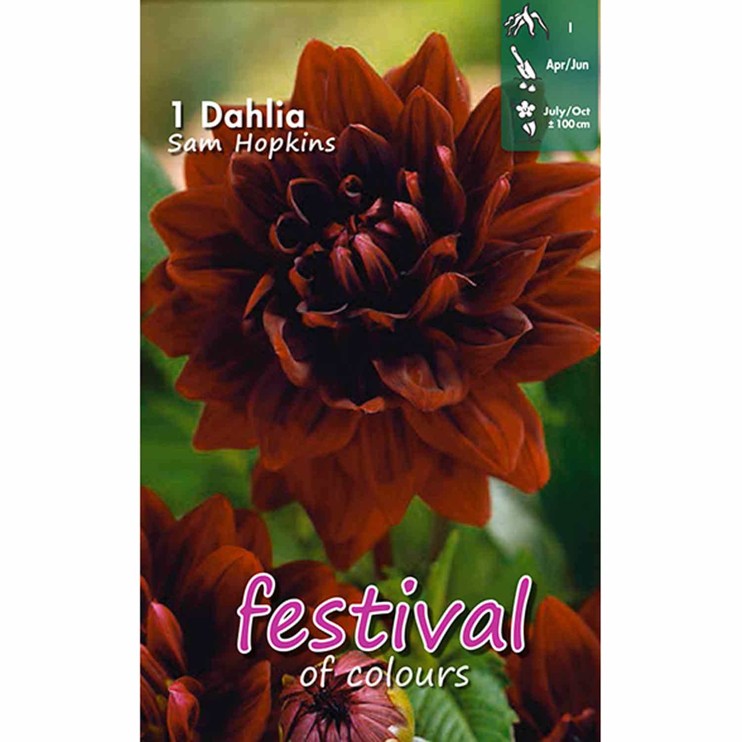 Dahlia Sam Hopkins Decorative