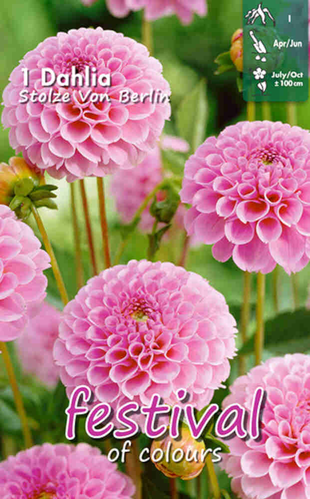 Dahlia 'Stolze Von Berlin' - Mini Pompom