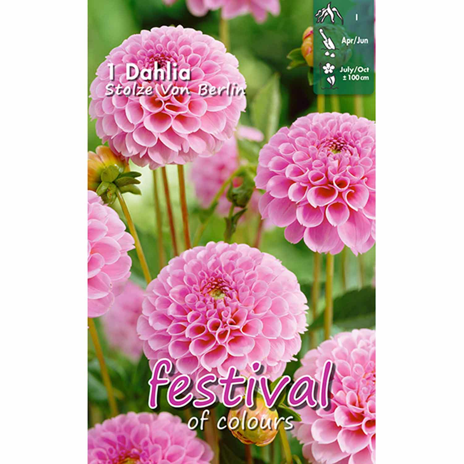 Dahlia 'Stolze Von Berlin' - Mini Pompom