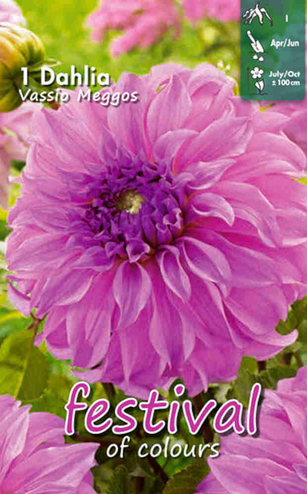 Dahlia Vassio Meggo's Decorative