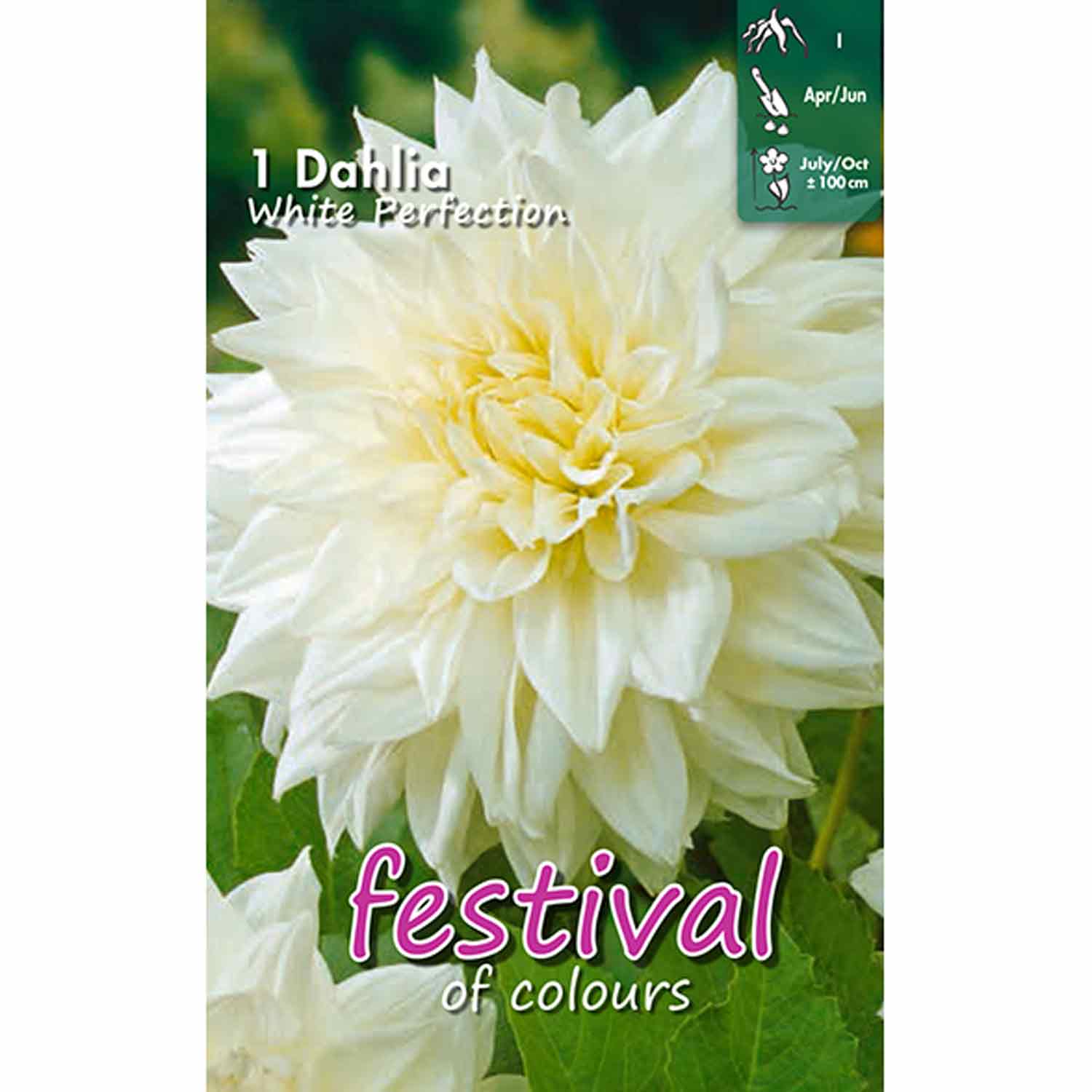 Dahlia White Perfection Deco.