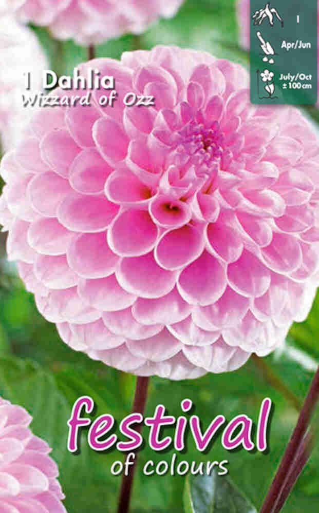 Dahlia pompom Wizard of Oz Ball