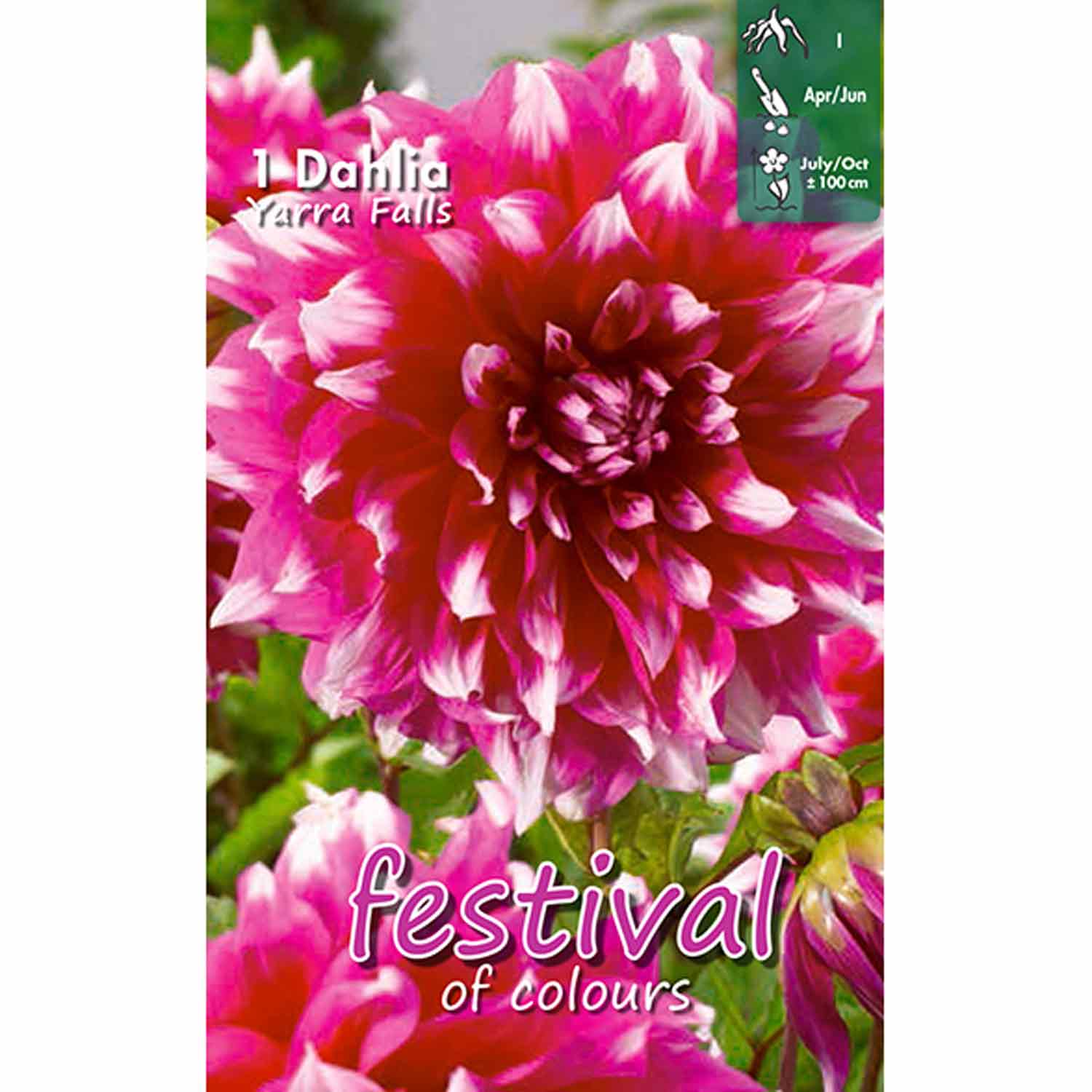 Dahlia Yarra Falls dekorativ