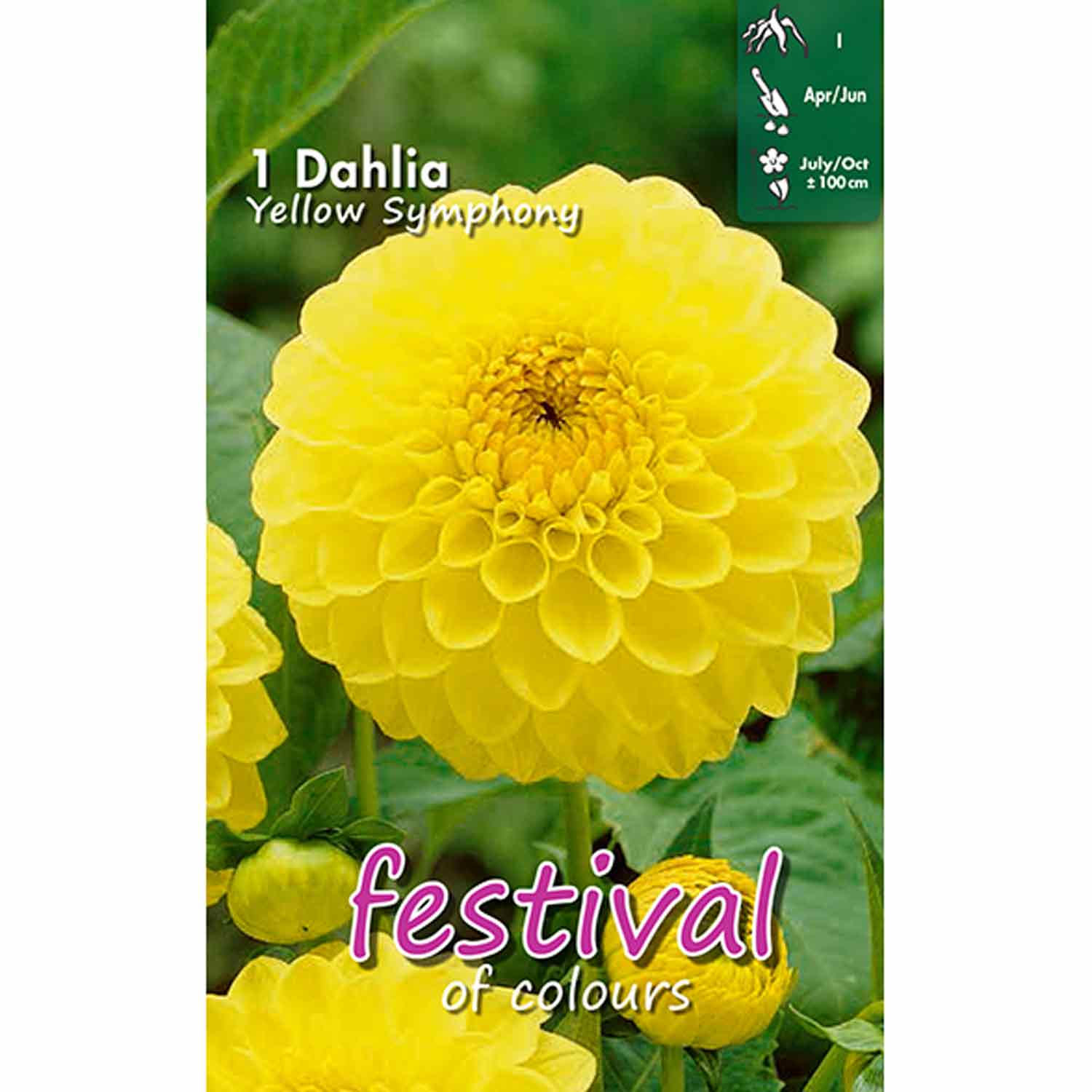 Dahlia Yellow Symphony Ball