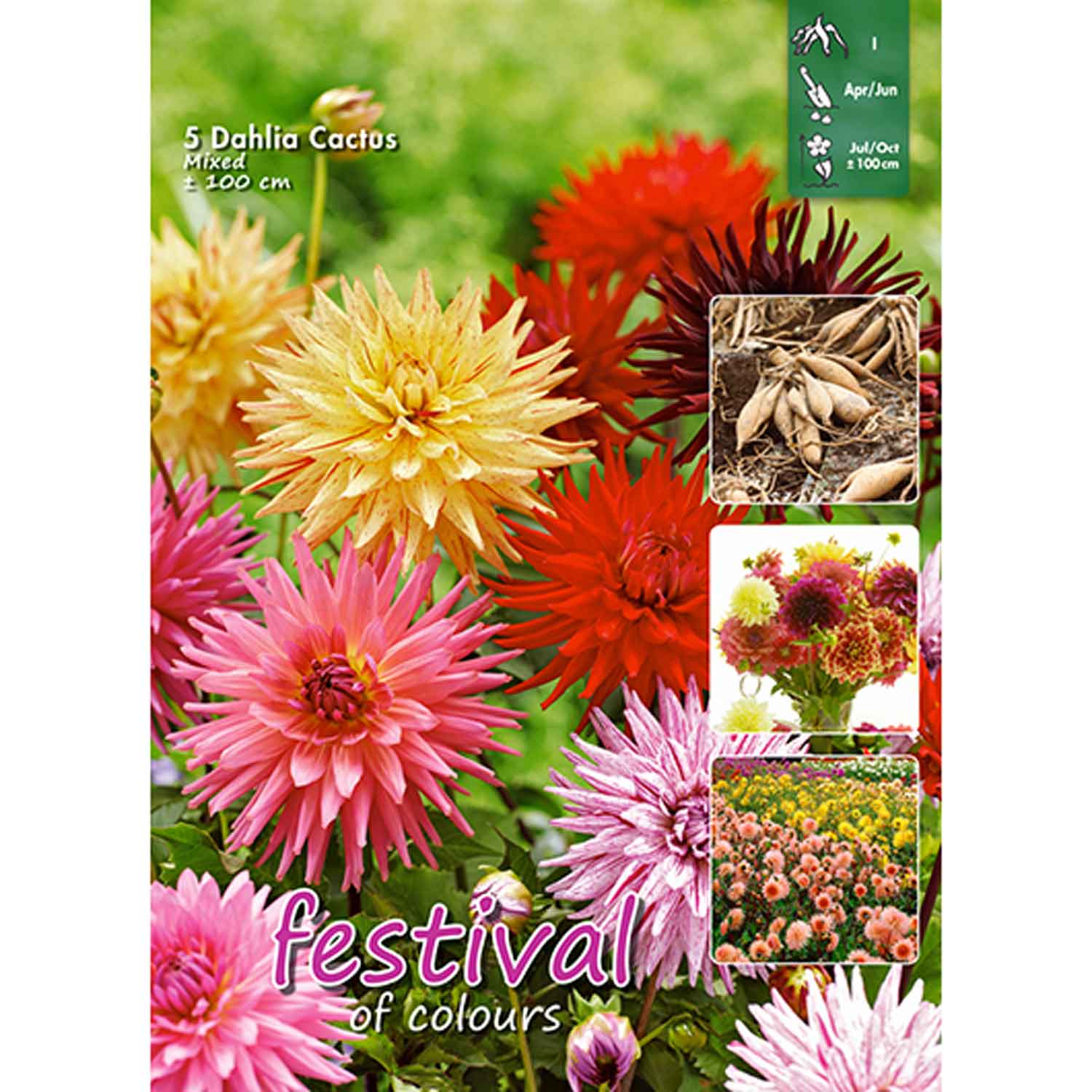 Dahlia Mixed 100cm Cactus 5stk