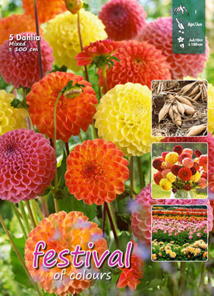 Dahlia Blandad Pompom (x16x5) I *659372*