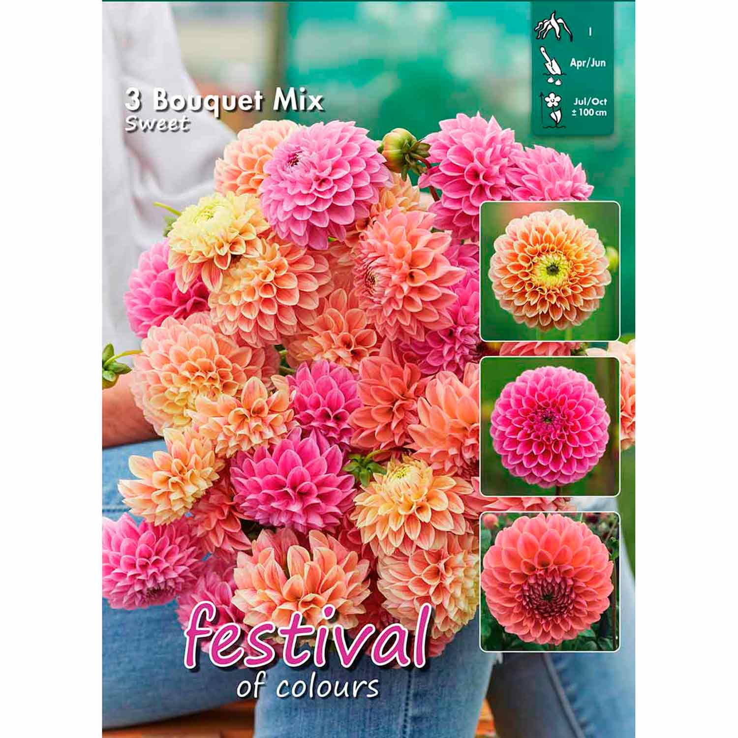 Dahlia Sweet Bouquet Collection 100cm Ball 3stk