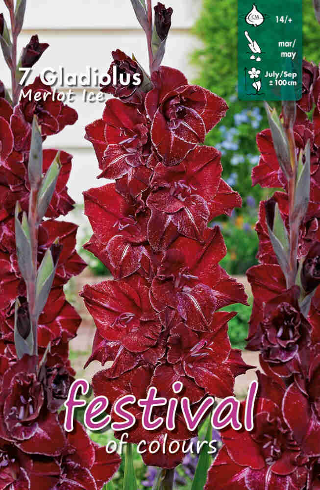Gladiolus Merlot Ice, Storblomstret - 7 stk - 14+