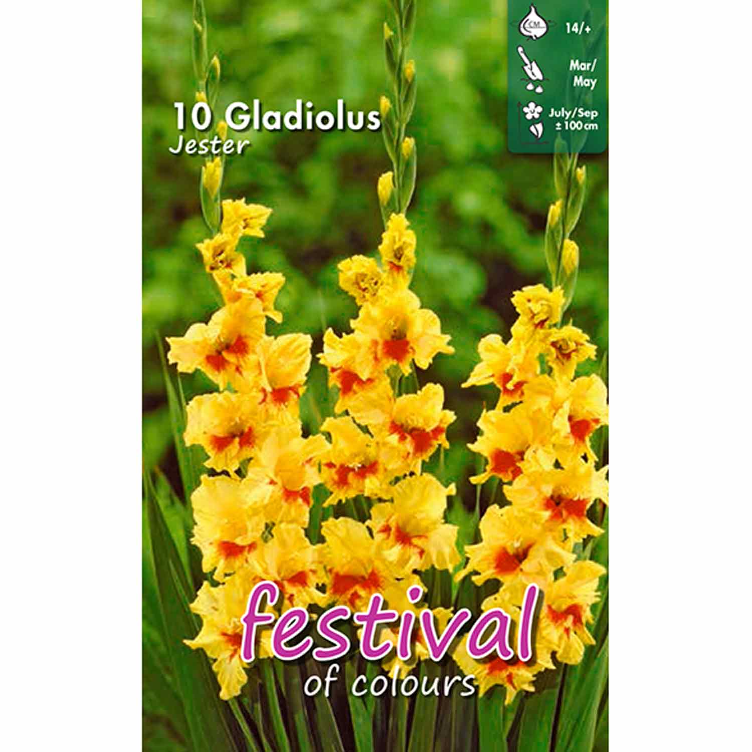 Gladiolus Jester 10stk