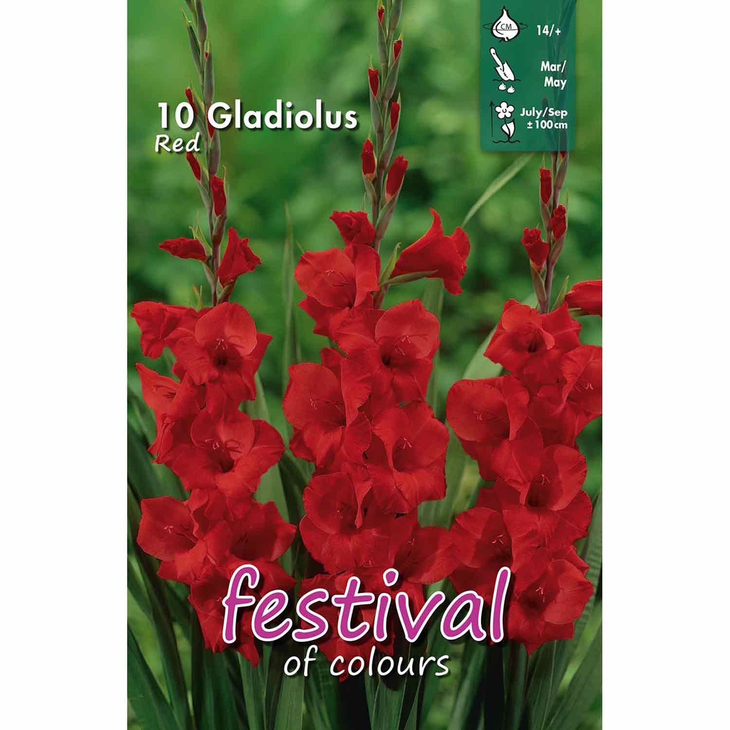 Gladiolus Red 10stk