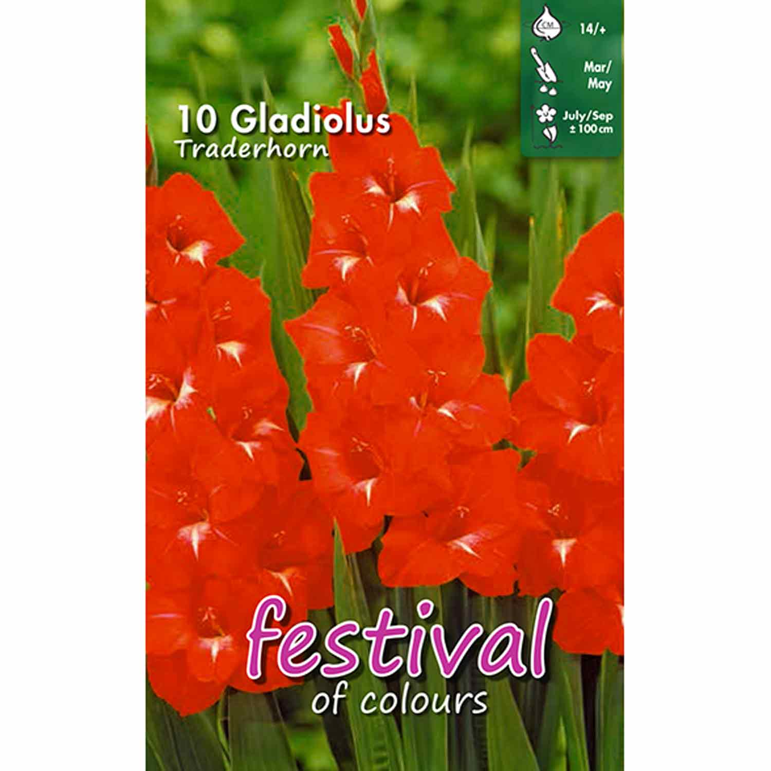 Gladiolus Traderhorn 10stk