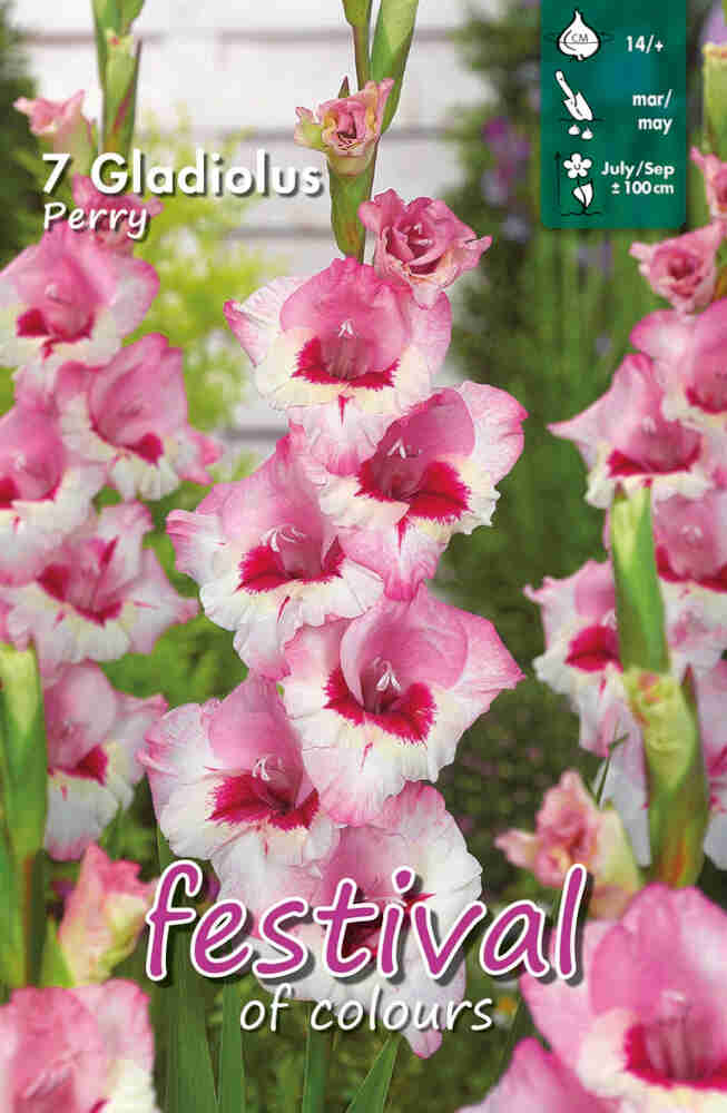 Gladiolus Perry - large-flowered - 7 pcs. - 14+