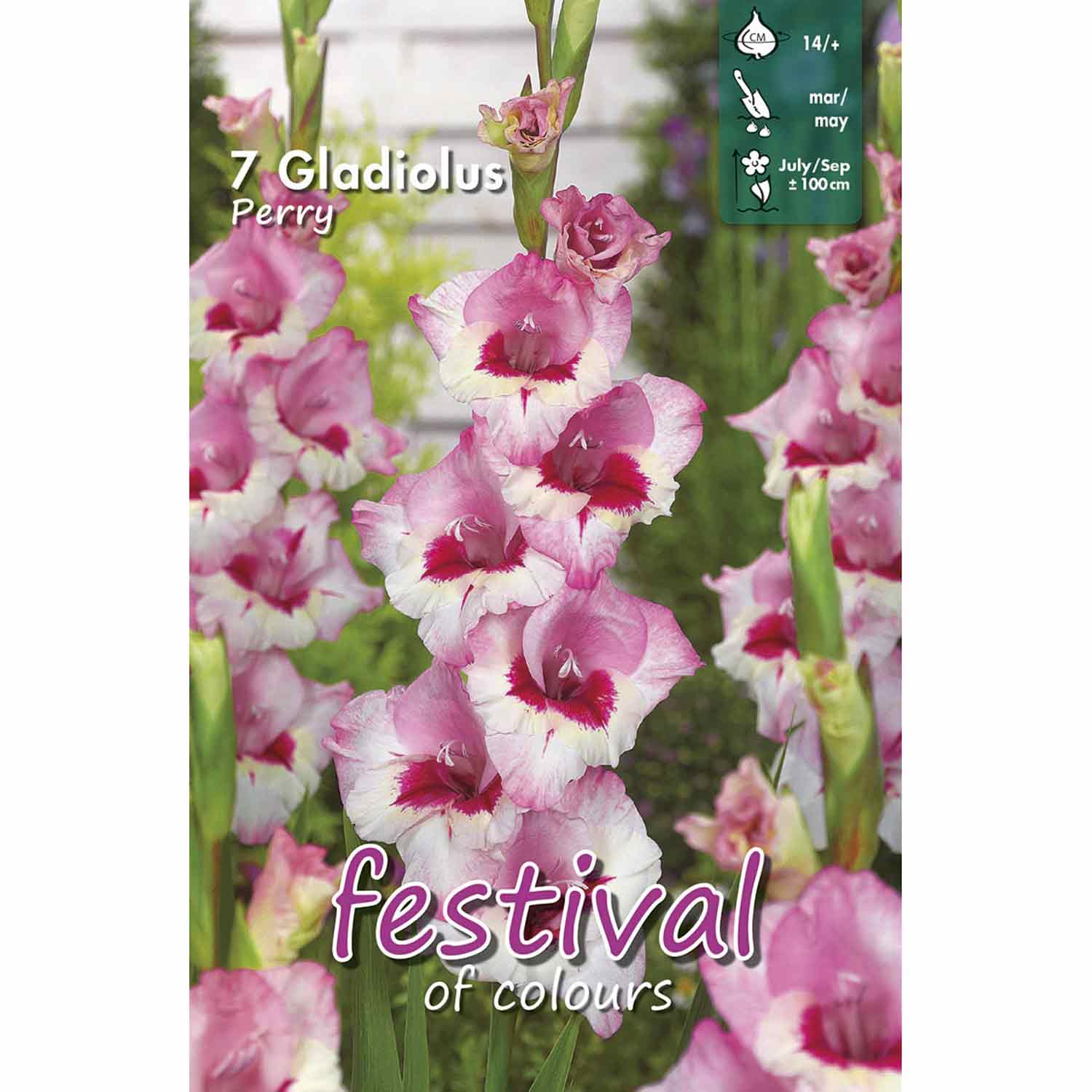 Gladiolus Perry 7stk