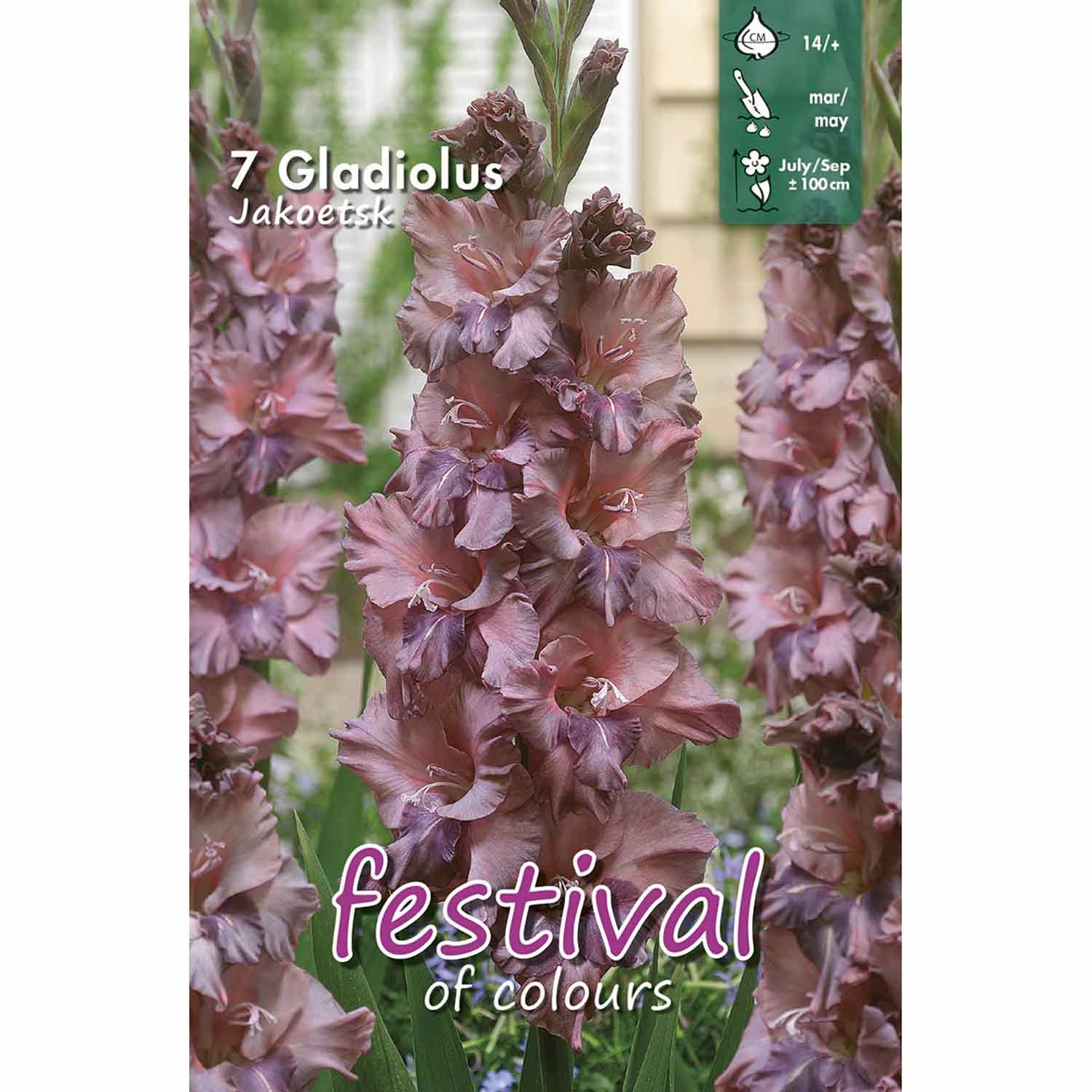 Gladiolus Jakoetsk 7stk