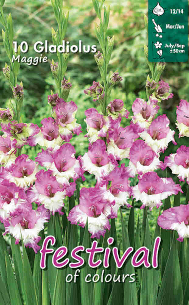Gladiolus Maggie - Mini, småblommig - 10 st - 12/+