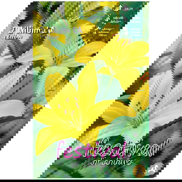 Lilium La Yellow 16/18