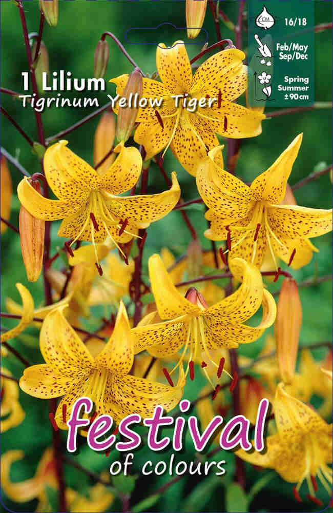 Tiger Lily - Lilium Yellow Tiger - 1 pc - 16/18
