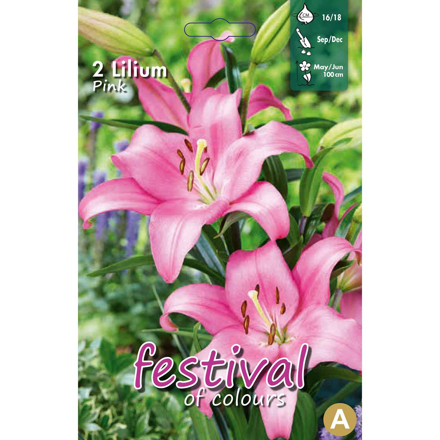 Lilium La Pink 16/18