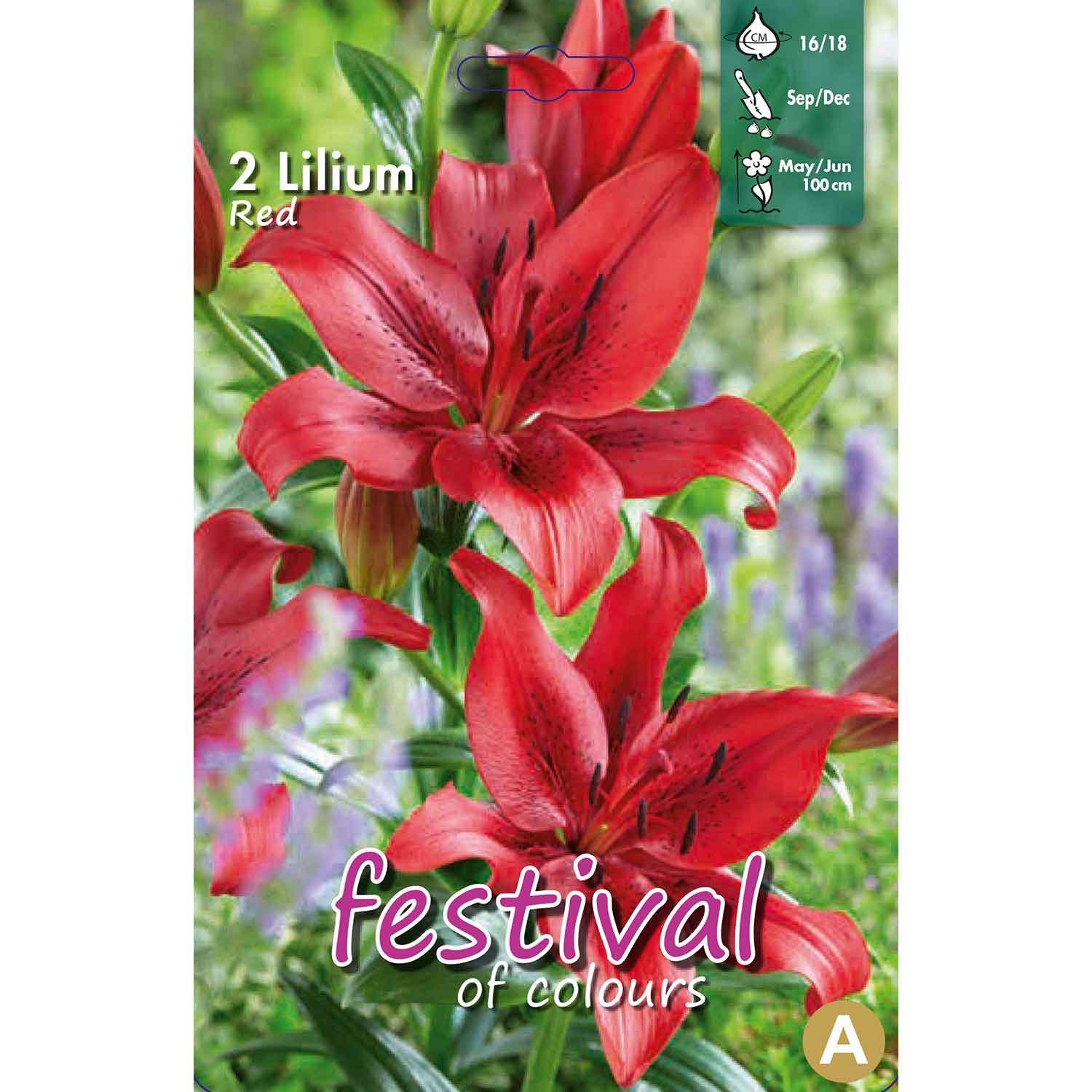 Lilium La Red 16/18