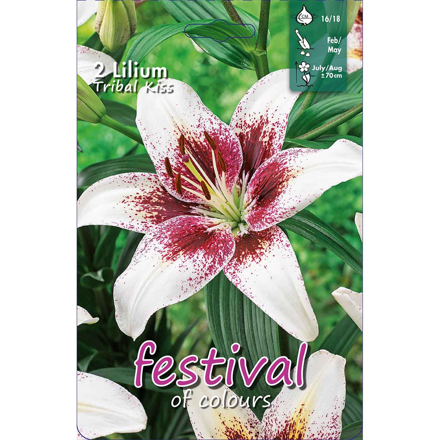 Lilium Tribal Kiss 16/18