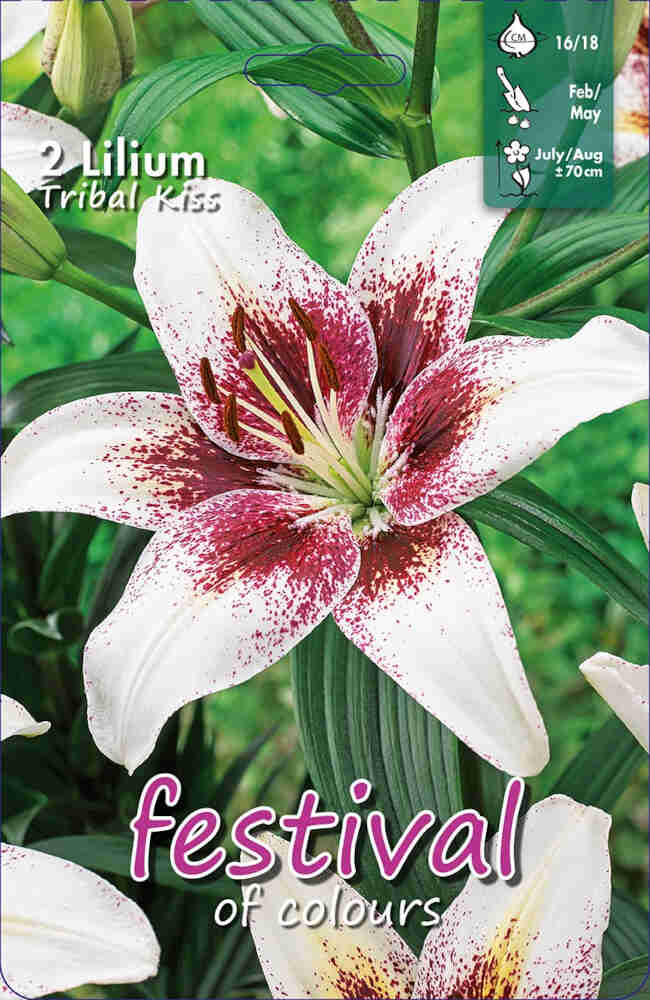 Asiatic Lily - Lilium Tribal Kiss - 2 st. - 16/18