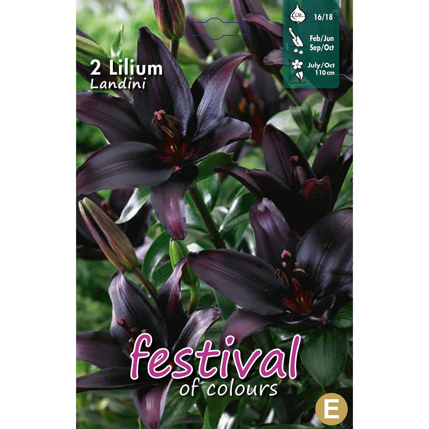 Asiatisk lilja - Lilium Mapira - 2 st - 16/18