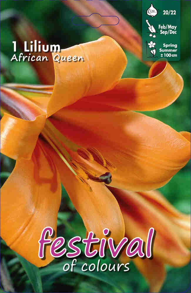 Trumpet lily - Lilium African Queen - 1 pc. - 20/22