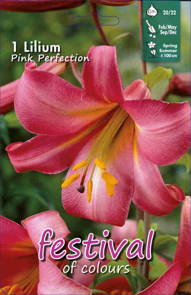 Trumpet lily - Lilium Pink Perfection - 1 pc - 20/22
