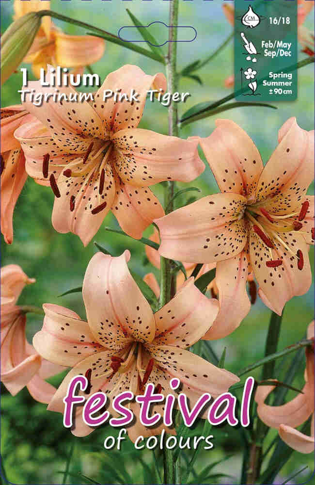Tiger Lily - Lilium tigrinum Pink Tiger - 1 pc. - 16/18